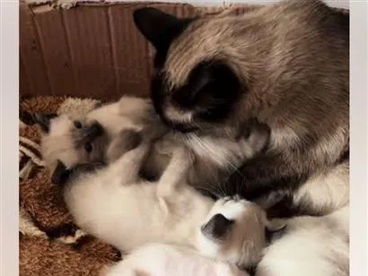 Gato raça SRD-ViraLata idade Abaixo de 2 meses nome Nem todos tem nome