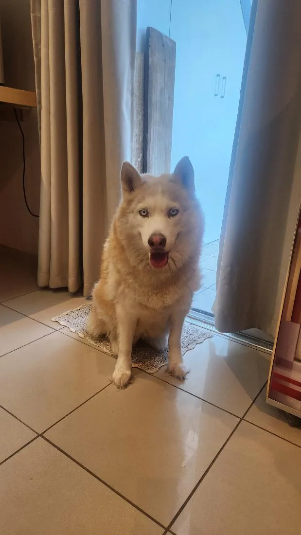 Cachorro raça Pastor Alemão idade 4 anos nome cora