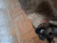 Oscar 