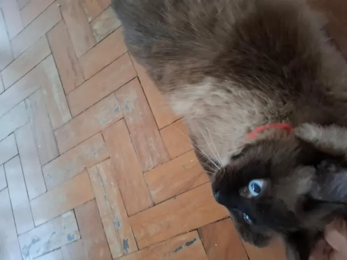 Gato raça Siamês idade 2 anos nome Oscar 