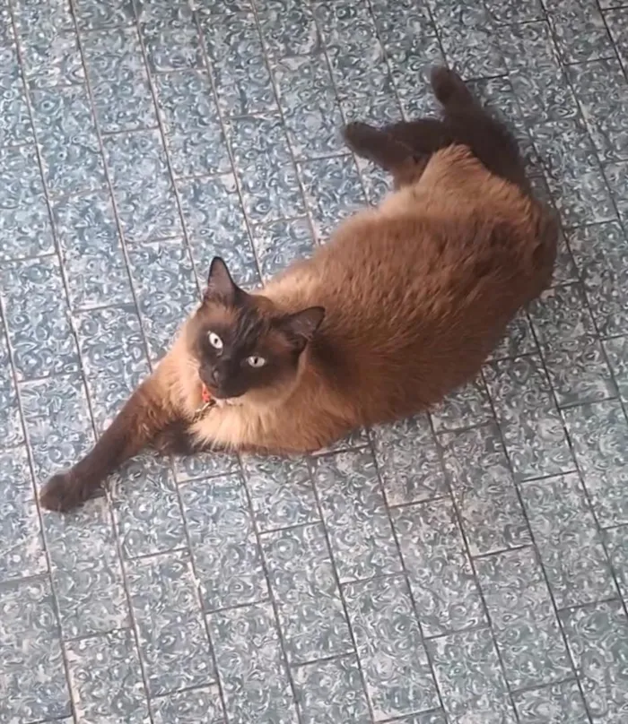 Gato raça Siamês idade 2 anos nome Oscar 