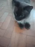 Oscar 