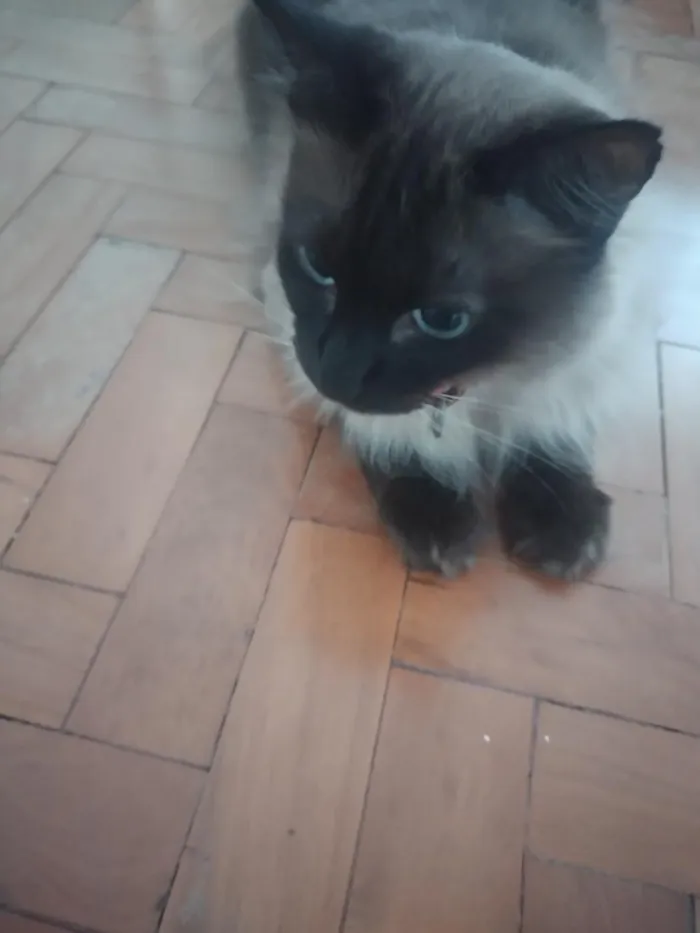 Gato raça Siamês idade 2 anos nome Oscar 