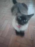 Oscar 