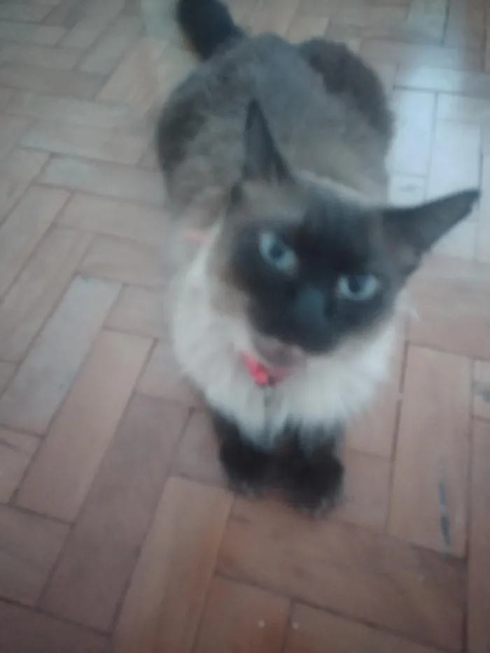 Gato raça Siamês idade 2 anos nome Oscar 