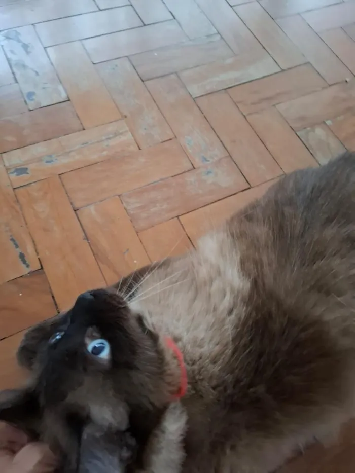 Gato raça Siamês idade 2 anos nome Oscar 