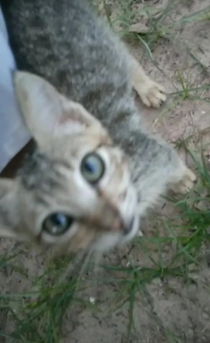 Gato raça SRD-ViraLata idade Abaixo de 2 meses nome não tem nome