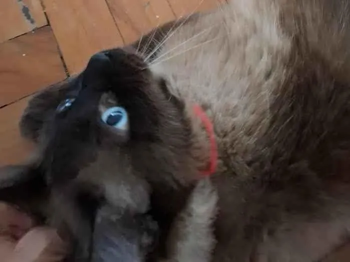 Gato raça Siamês idade 2 anos nome Oscar 