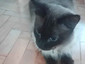Gato raça Siamês idade 2 anos nome Oscar 