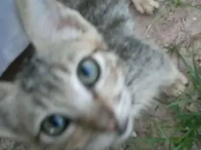 Gato raça SRD-ViraLata idade Abaixo de 2 meses nome não tem nome