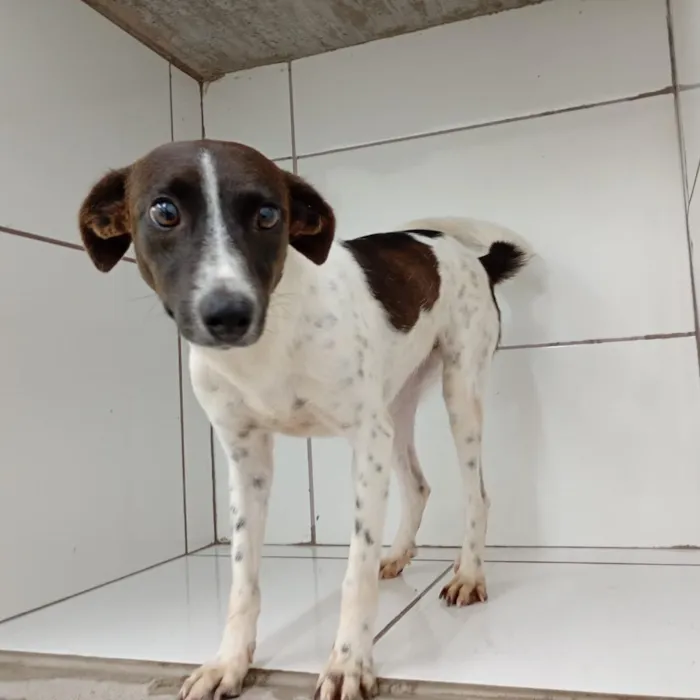 Cachorro raça SRD-ViraLata idade  nome Gaia