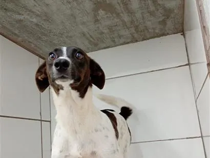 Cachorro raça SRD-ViraLata idade  nome Gaia