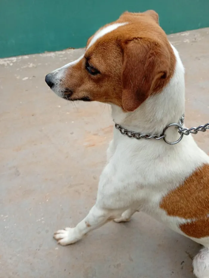 Cachorro raça SRD-ViraLata idade  nome Mayla