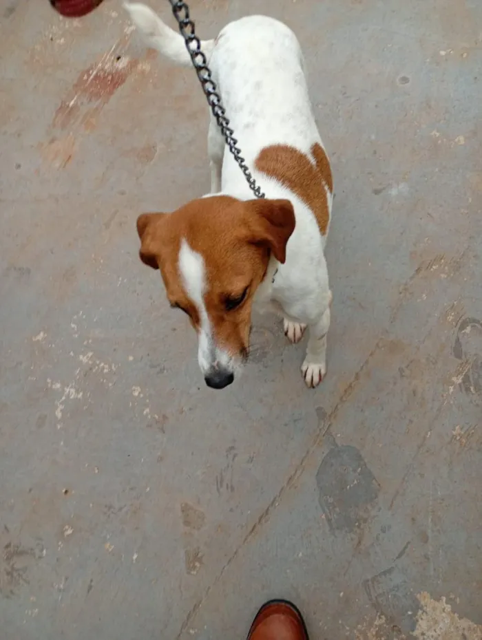 Cachorro raça SRD-ViraLata idade  nome Mayla