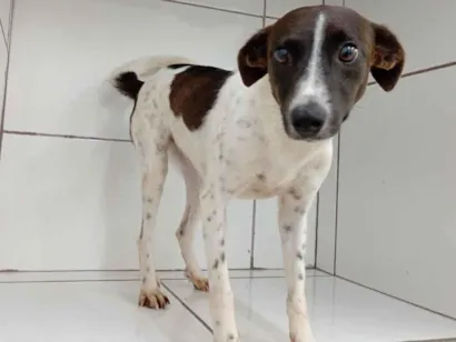 Cachorro raça SRD-ViraLata idade  nome Gaia