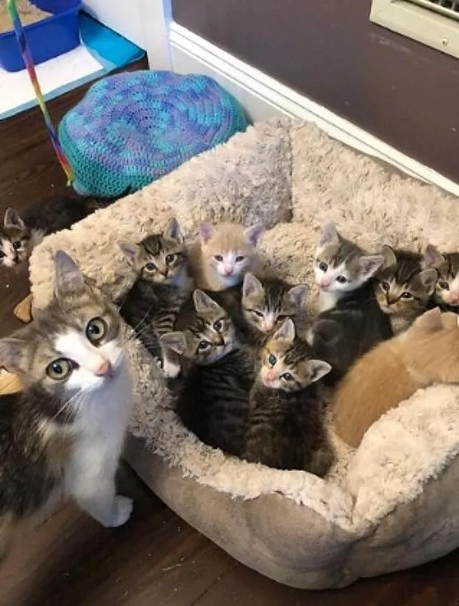 Gato raça SRD-ViraLata idade 2 a 6 meses nome Mimi (mãe)