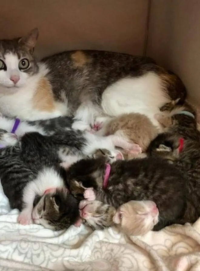 Gato raça SRD-ViraLata idade 2 a 6 meses nome Mimi (mãe)