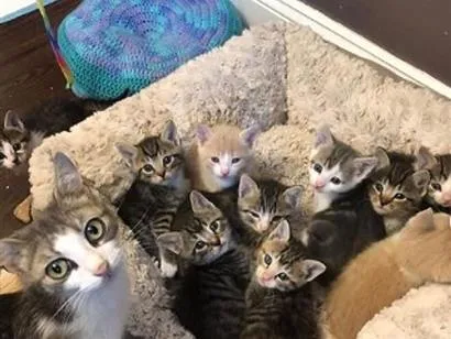 Gato raça SRD-ViraLata idade 2 a 6 meses nome Mimi (mãe)