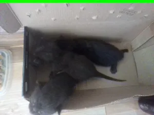 Gato raça SRD-ViraLata idade Abaixo de 2 meses nome sem nomes