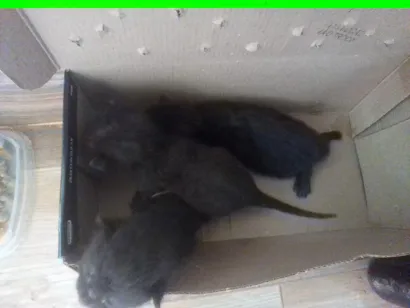 Gato raça SRD-ViraLata idade Abaixo de 2 meses nome sem nomes