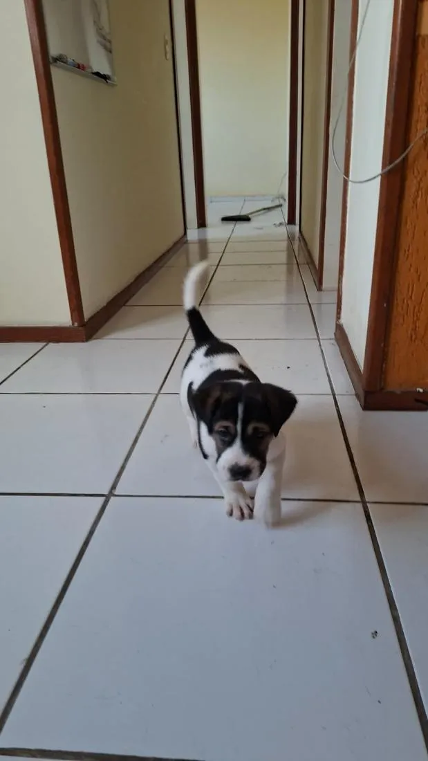 Cachorro raça SRD-ViraLata idade 2 a 6 meses nome Rob