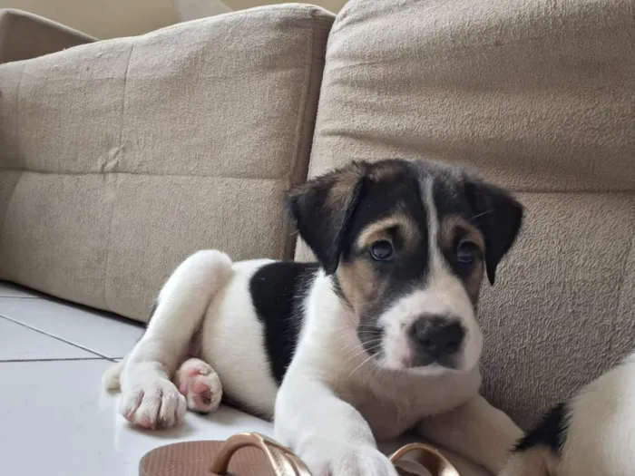 Cachorro raça SRD-ViraLata idade 2 a 6 meses nome Rob