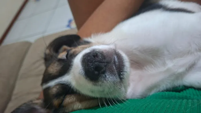 Cachorro raça SRD-ViraLata idade 2 a 6 meses nome Rob