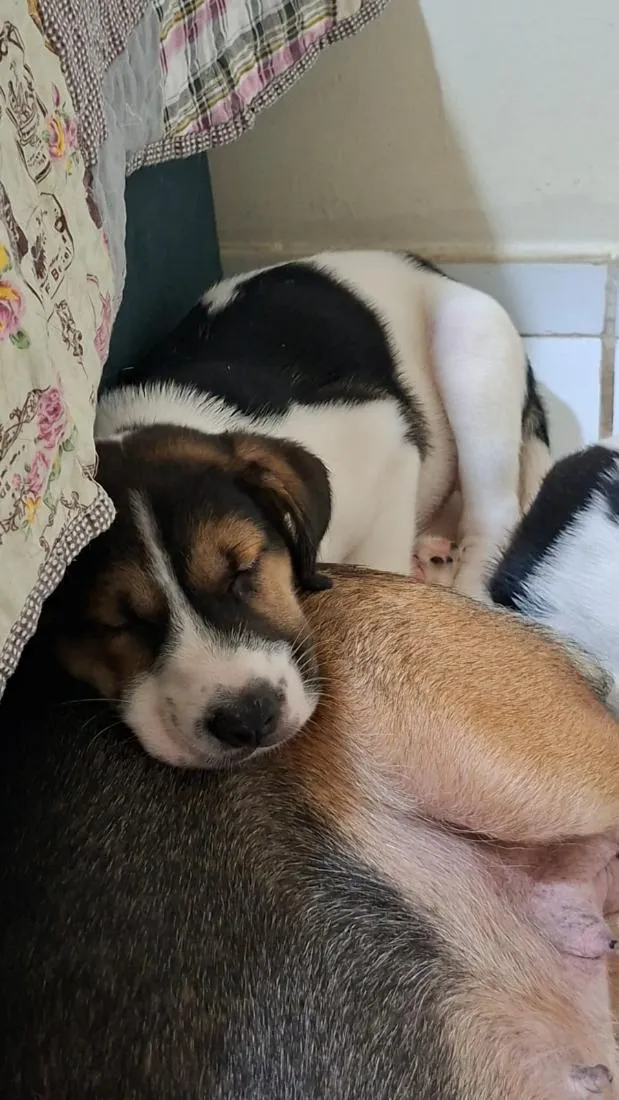 Cachorro raça SRD-ViraLata idade 2 a 6 meses nome Rob