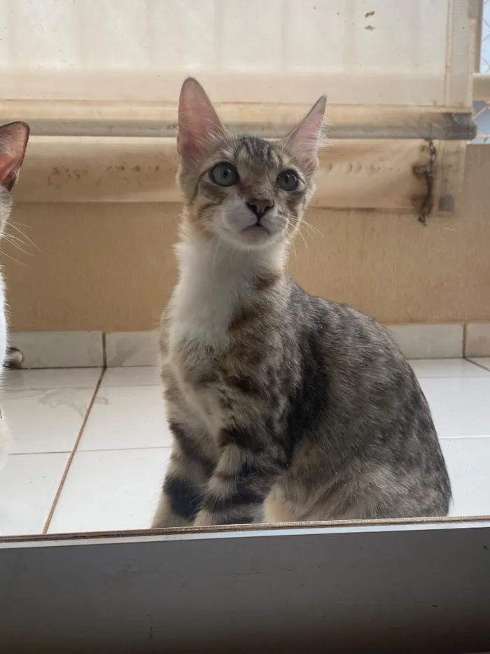 Gato raça SRD-ViraLata idade 7 a 11 meses nome Cadu