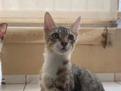 Gato raça SRD-ViraLata idade 7 a 11 meses nome Cadu