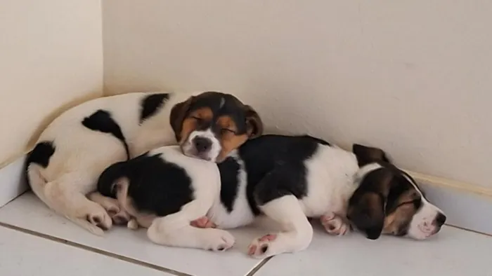 Cachorro raça SRD-ViraLata idade 2 a 6 meses nome Charlotte