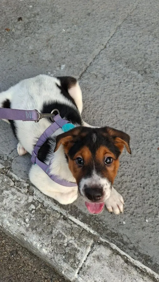 Cachorro raça SRD-ViraLata idade 2 a 6 meses nome Charlotte