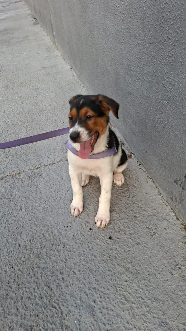 Cachorro raça SRD-ViraLata idade 2 a 6 meses nome Charlotte