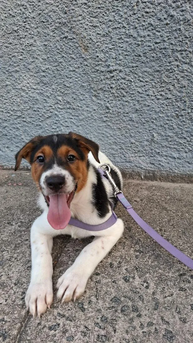 Cachorro raça SRD-ViraLata idade 2 a 6 meses nome Charlotte