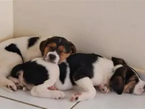Cachorro raça SRD-ViraLata idade 2 a 6 meses nome Charlotte