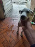 branquinha 