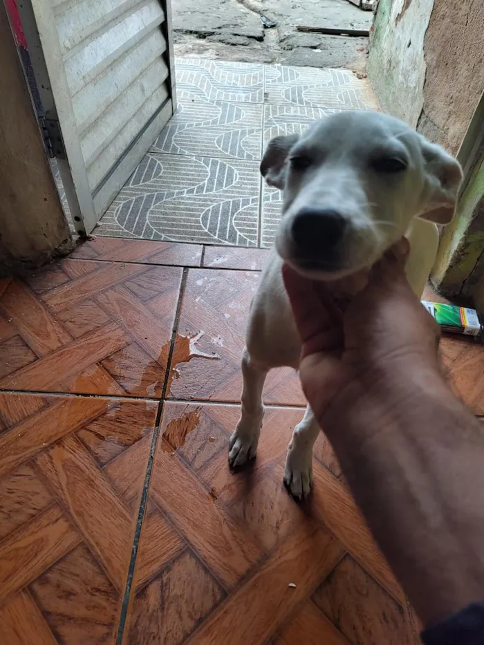 Cachorro raça SRD-ViraLata idade 2 a 6 meses nome branquinha 