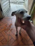 branquinha 