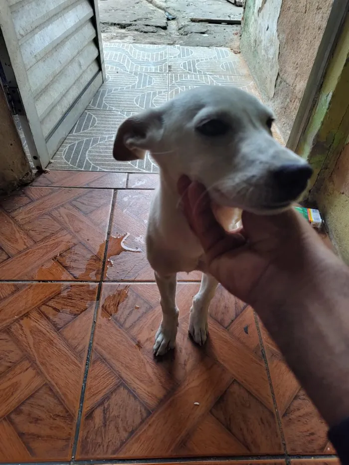 Cachorro raça SRD-ViraLata idade 2 a 6 meses nome branquinha 