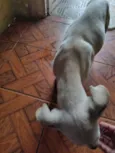 branquinha 