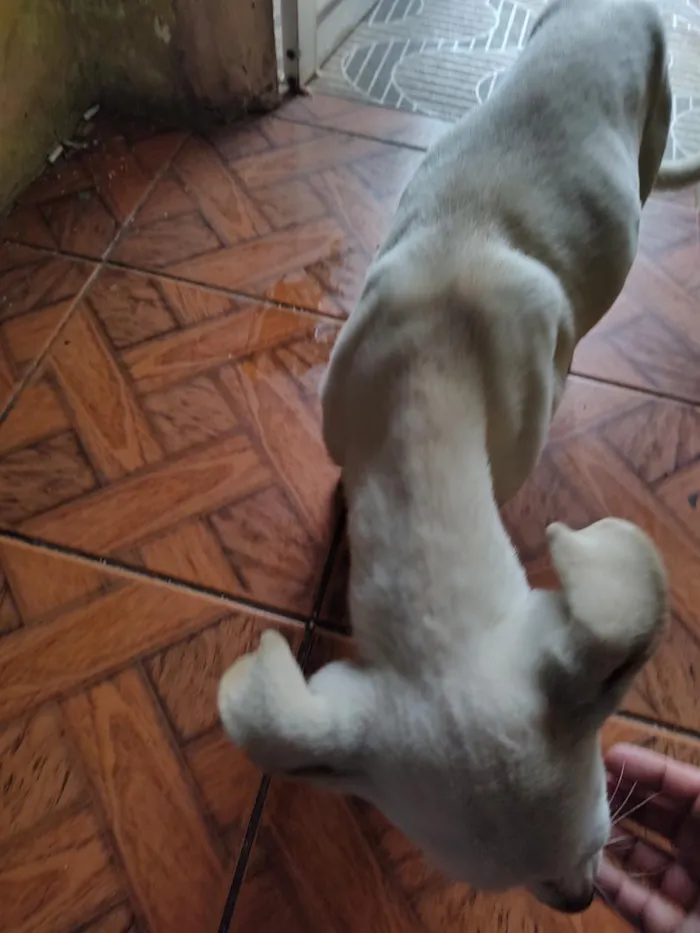 Cachorro raça SRD-ViraLata idade 2 a 6 meses nome branquinha 