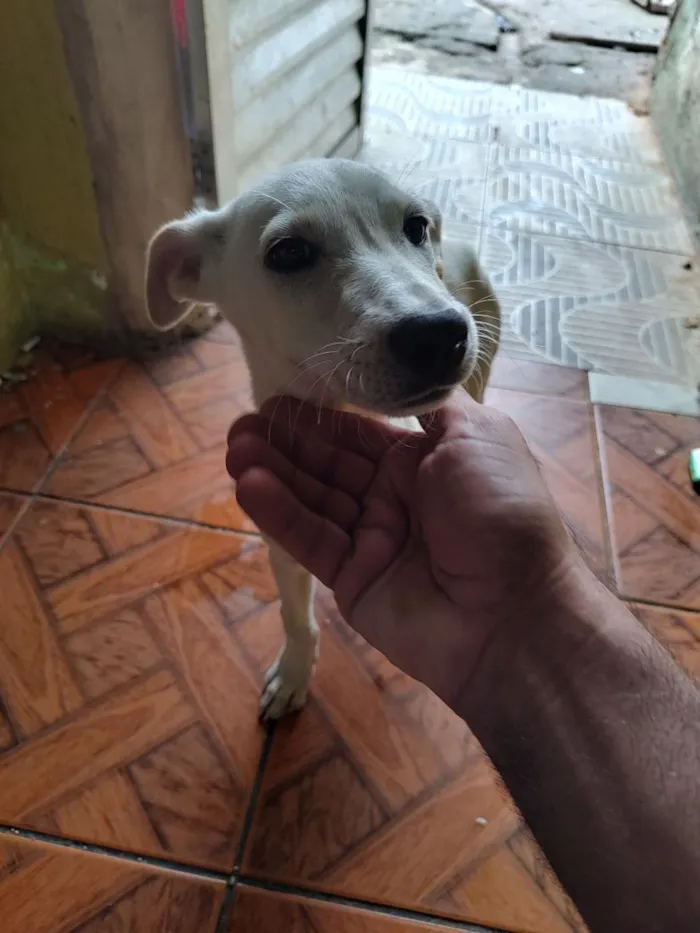 Cachorro raça SRD-ViraLata idade 2 a 6 meses nome branquinha 