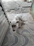 branquinha 