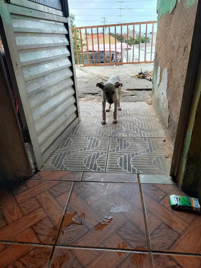 Cachorro raça SRD-ViraLata idade 2 a 6 meses nome branquinha 