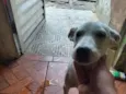 branquinha 