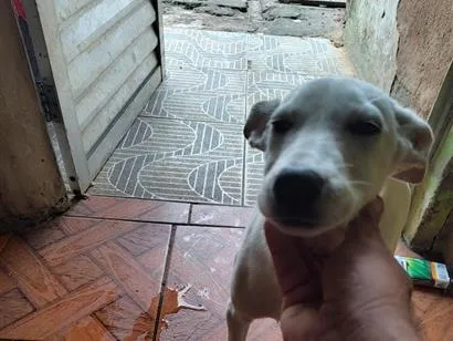 Cachorro raça SRD-ViraLata idade 2 a 6 meses nome branquinha 