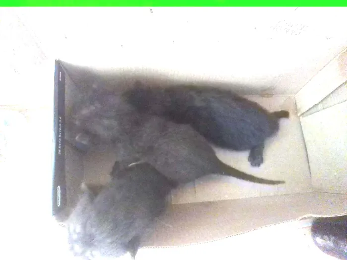 Gato raça SRD-ViraLata idade Abaixo de 2 meses nome sem nomes