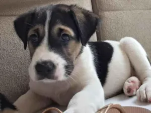 Cachorro raça SRD-ViraLata idade 2 a 6 meses nome Rob