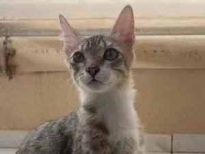 Gato raça SRD-ViraLata idade 7 a 11 meses nome Cadu