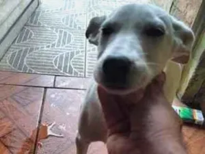 Cachorro raça SRD-ViraLata idade 2 a 6 meses nome branquinha 